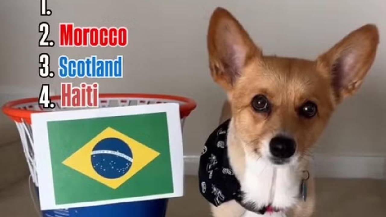 Cachorro vidente famoso nas redes sociais prevê Brasil líder do Grupo C na Copa do Mundo
