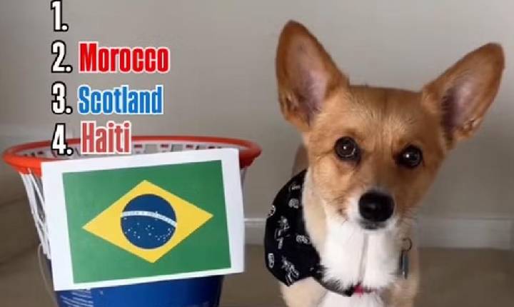 Cachorro vidente famoso nas redes sociais prevê Brasil líder do Grupo C na Copa do Mundo