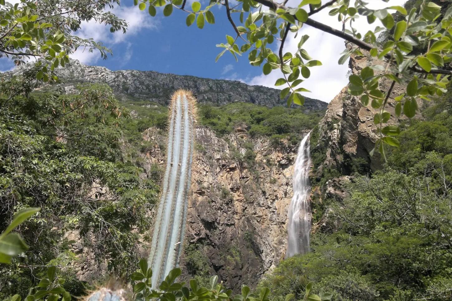 Cooperação internacional fortalece restauração da Caatinga e do Cerrado