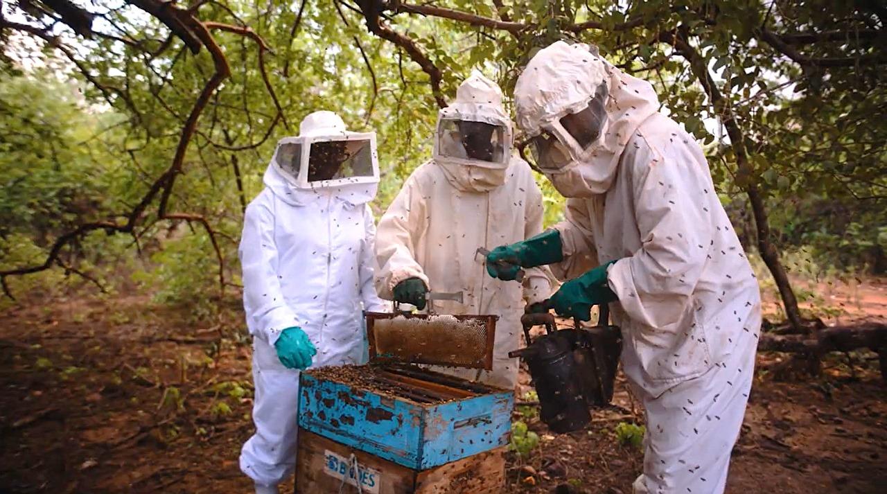 Com tarifaço dos EUA e a grave seca, produtores de mel do Piauí preveem perdas acima de 50%
