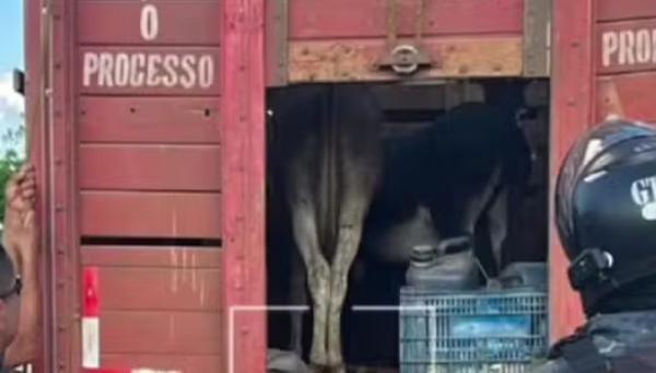 Trio de piauienses é preso suspeito de furtar 20 jumentos para vender como carne bovina