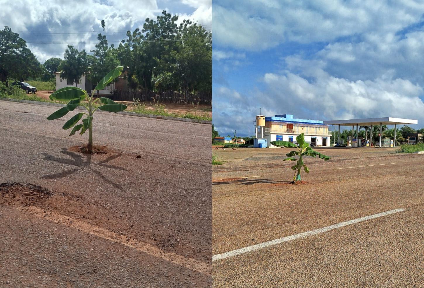 Protesto na BR-020: moradores plantam bananeiras em buracos no asfalto na altura do povoado Currais