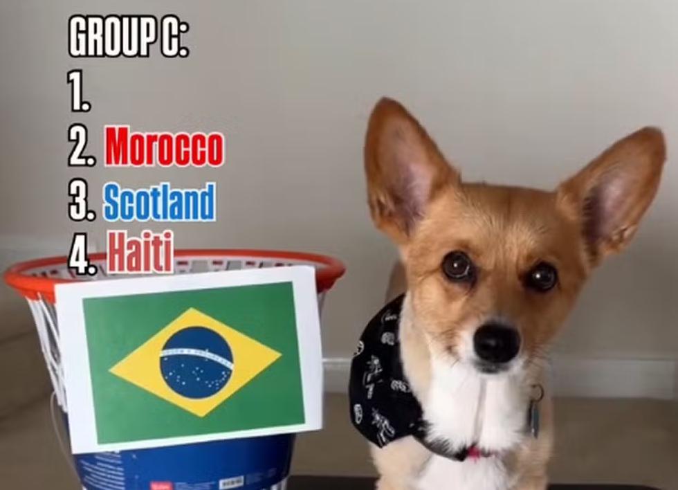 Cachorro vidente famoso nas redes sociais prevê Brasil líder do Grupo C na Copa do Mundo